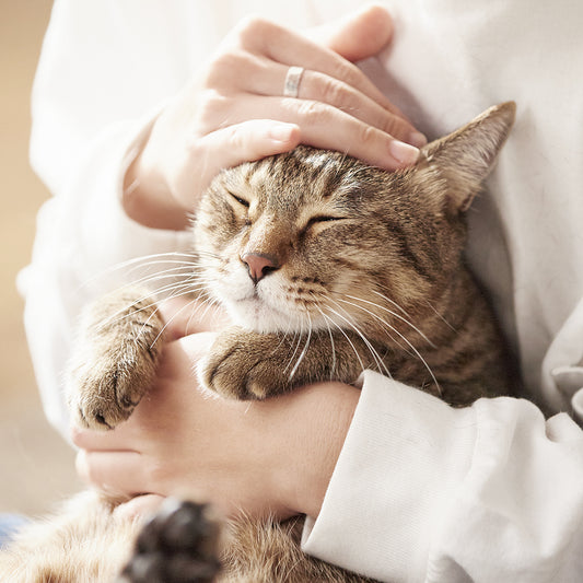 OPET Composite Cat Litter 18LB (8.2KG)