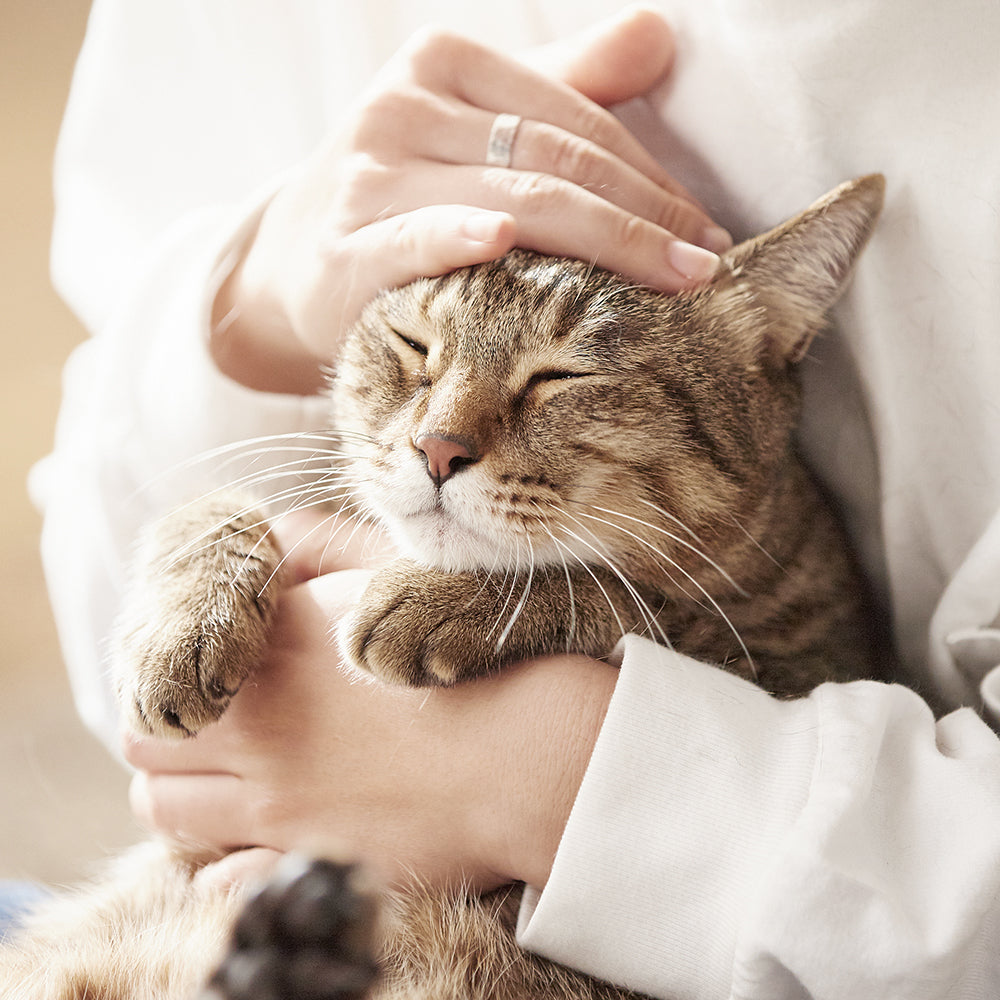 OPET Composite Cat Litter 18LB (8.2KG)