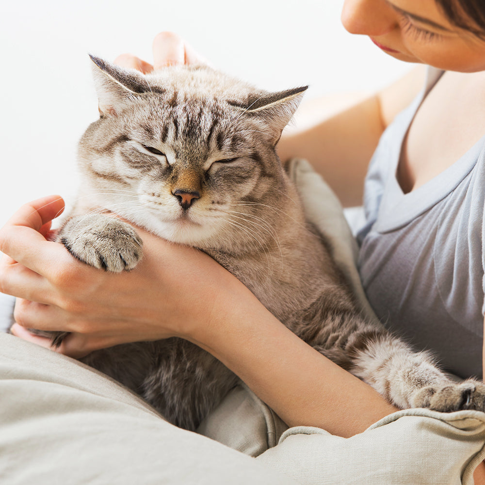 Corn & Cassava Cat Litter 16LB x 1 Box (7.3KG)